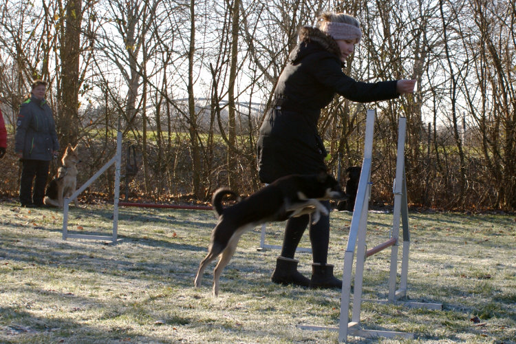 Agility Fun Jumper - Tunnel