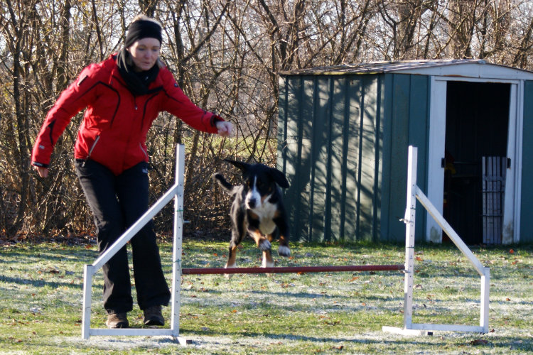 Agility Fun Jumper - Tunnel