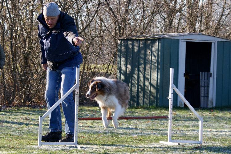 Agility Fun Jumper - Tunnel