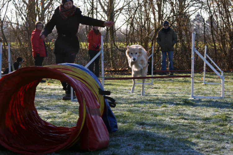 Agility Fun Jumper - Tunnel