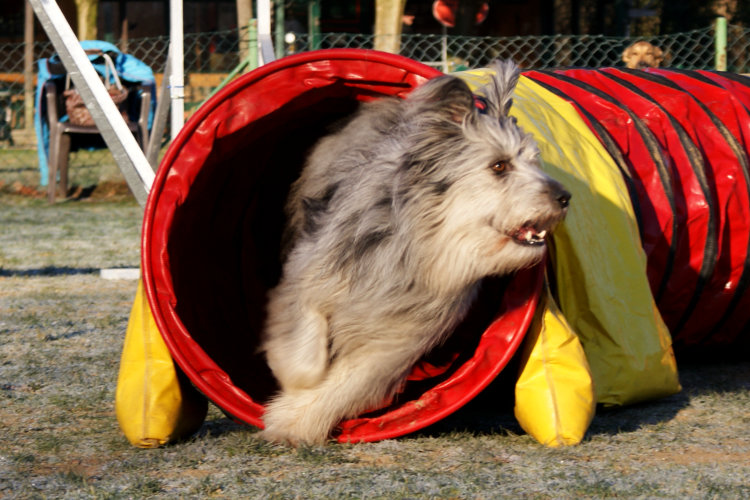 Agility Fun Jumper - Tunnel