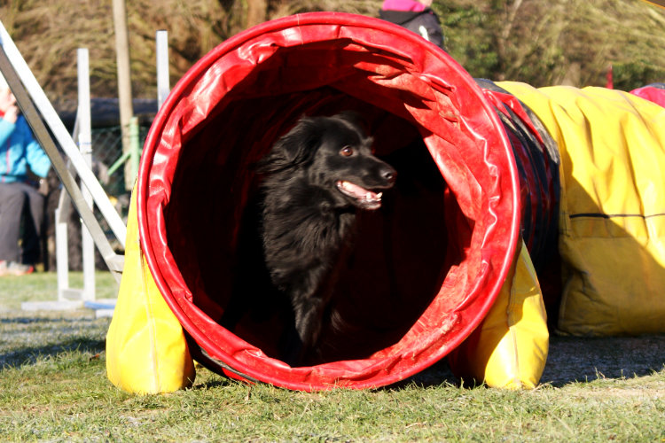 Agility Fun Jumper - Tunnel