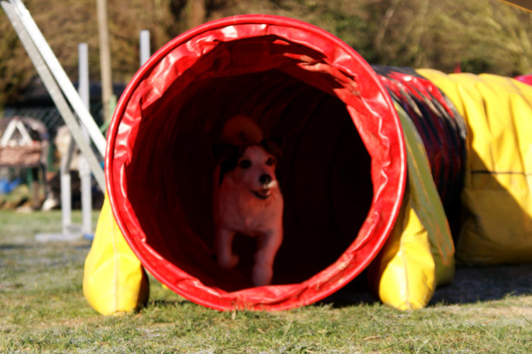 Agility Fun Jumper - Tunnel