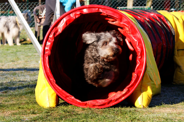 Agility Fun Jumper - Tunnel