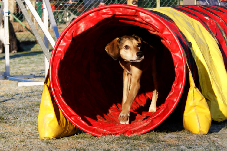 Agility Fun Jumper - Tunnel