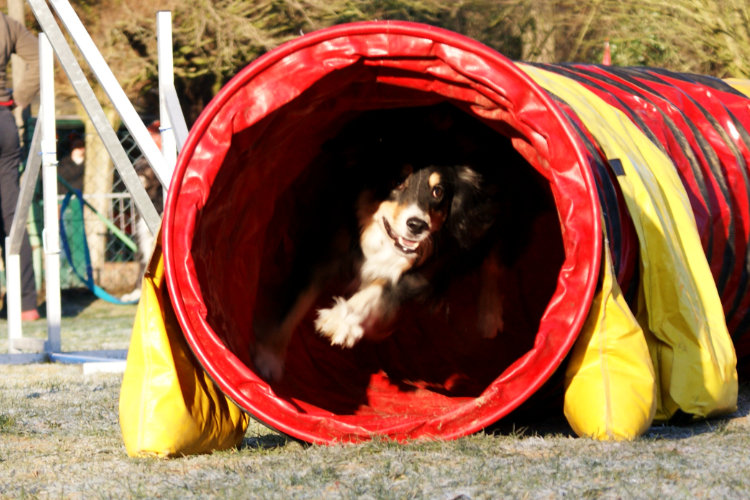 Agility Fun Jumper - Tunnel