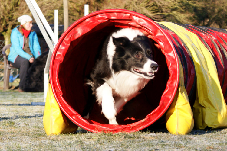 Agility Fun Jumper - Tunnel