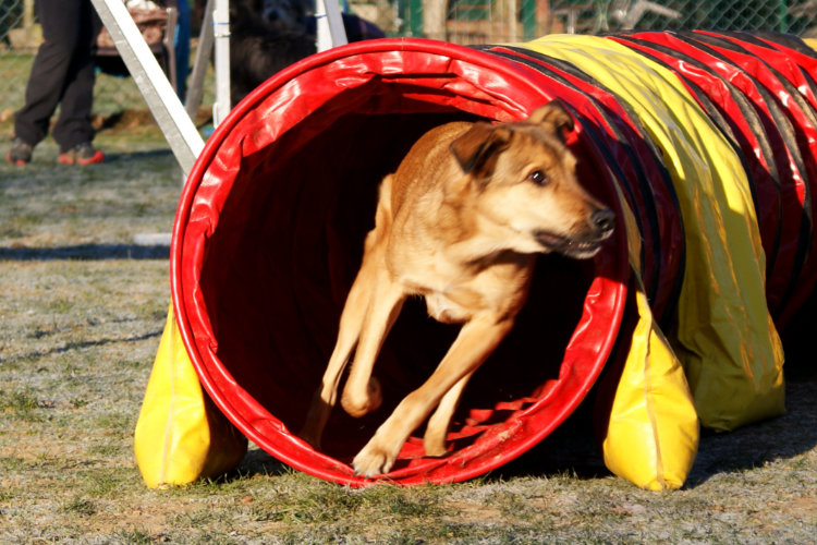 Agility Fun Jumper - Tunnel