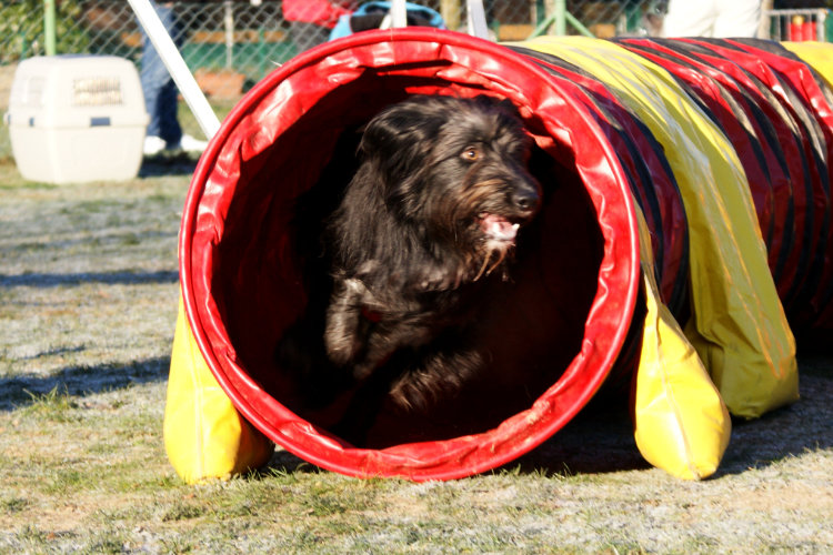 Agility Fun Jumper - Tunnel