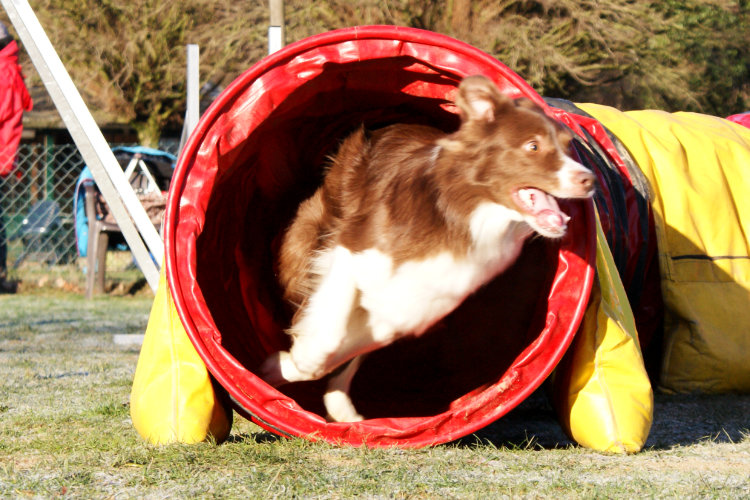 Agility Fun Jumper - Tunnel