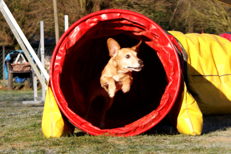 Agility Fun Jumper - Tunnel