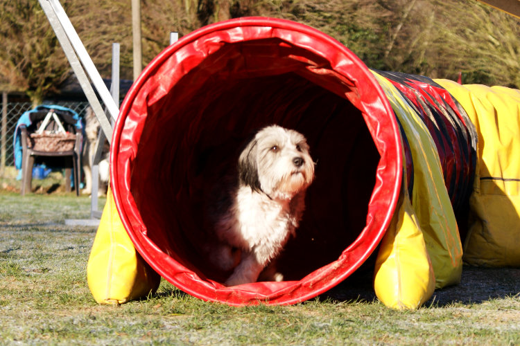 Agility Fun Jumper - Tunnel