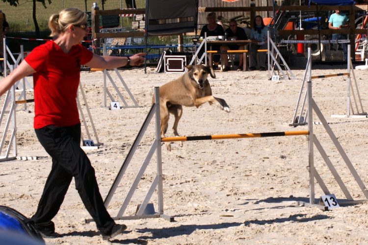 Tanja und Elmo, AG-Lauf