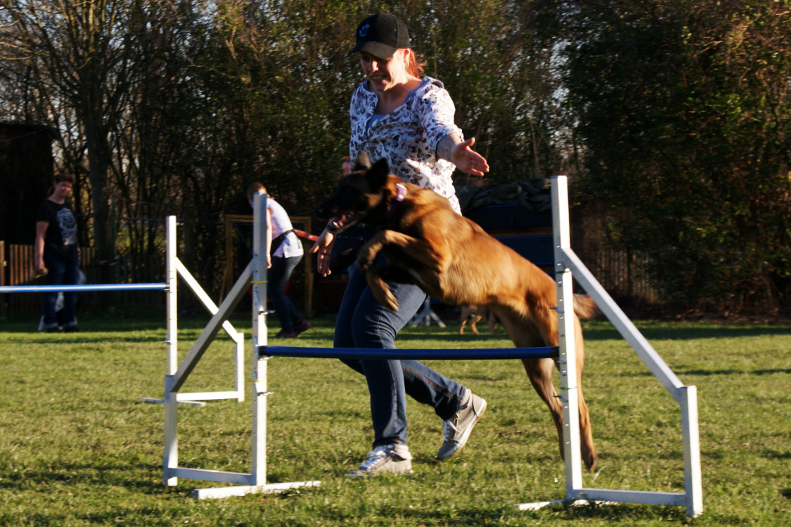 Ronja bewältigt den Agility Sprung