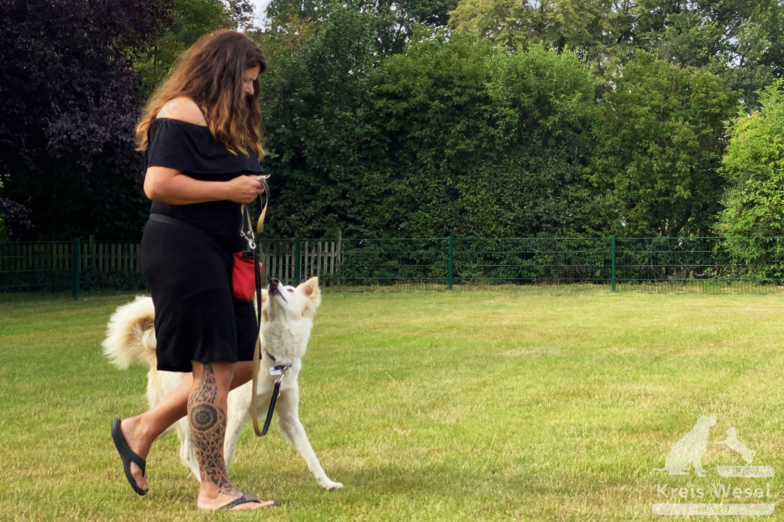 Hundeausbildung, beim IRJGV Kreis Wesel, Bindung und Vertrauen stärken