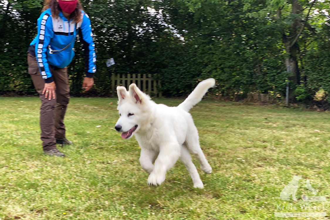 Hundeausbildung, beim IRJGV Kreis Wesel, Bindung und Vertrauen stärken