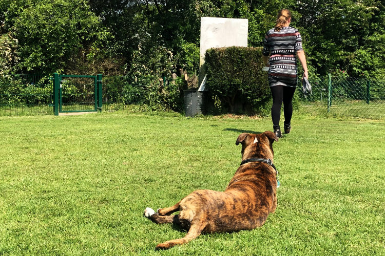 Zufriedene Trainingsteilnehmer, zweibeinig und vierbeinig