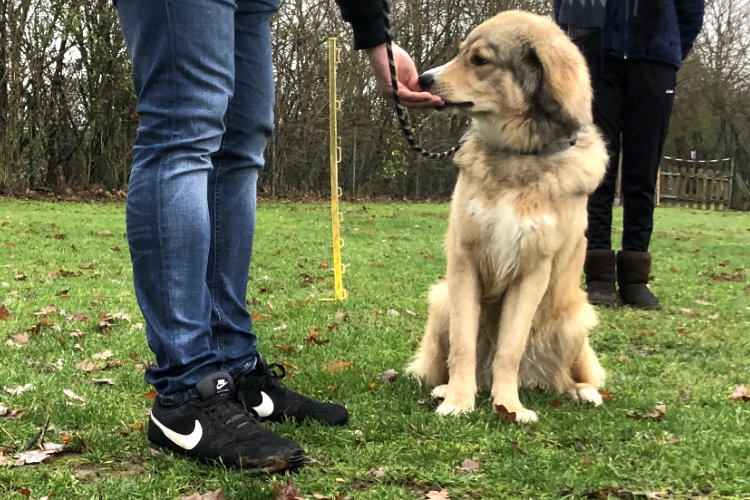 Hund positive Bestärkung, Junghund