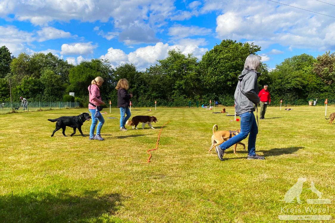 Hundeausbildung, Unter Abstandsregelung, IRJGV Kreis Wesel