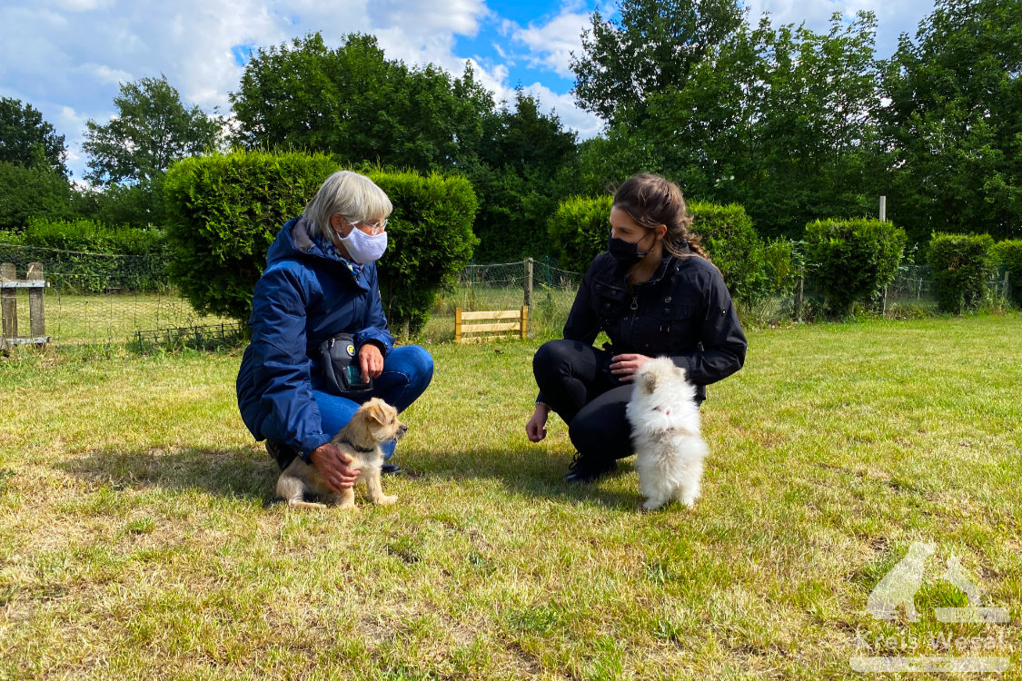 Hundeausbildung, Unter Abstandsregelung, IRJGV Kreis Wesel