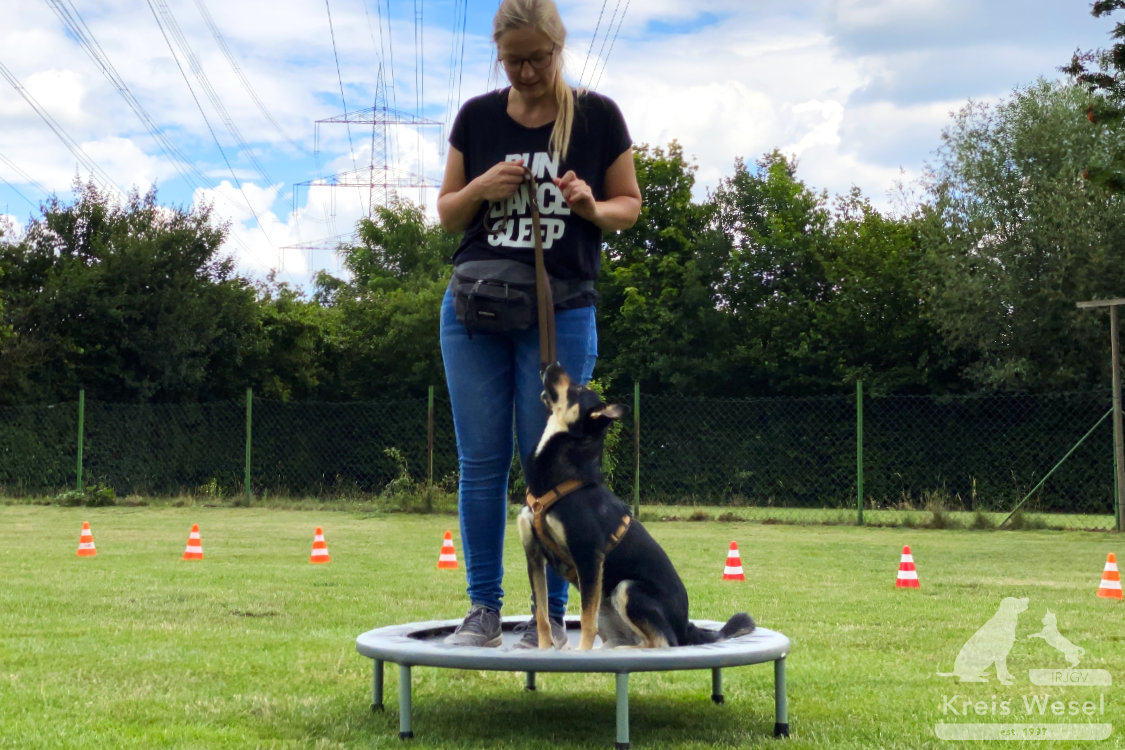 Hundeausbildung, Pfote in Hand beim IRJGV Kreis Wesel