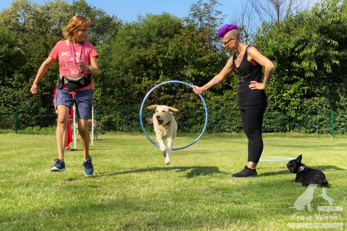 Hundeausbildung, Pfote in Hand beim IRJGV Kreis Wesel