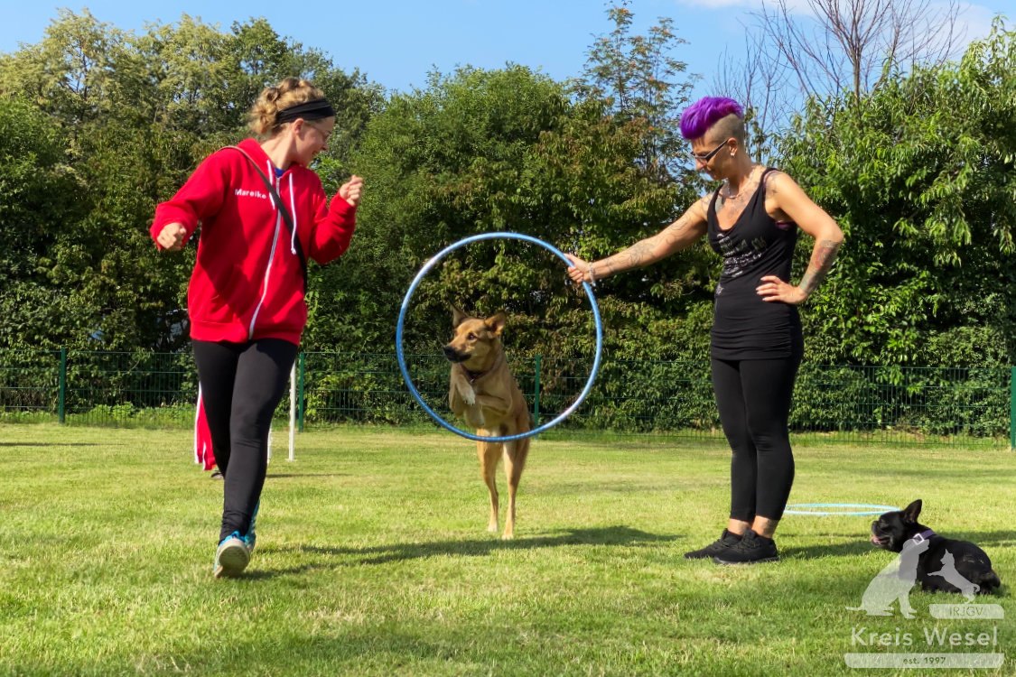 Hundeausbildung, Pfote in Hand beim IRJGV Kreis Wesel