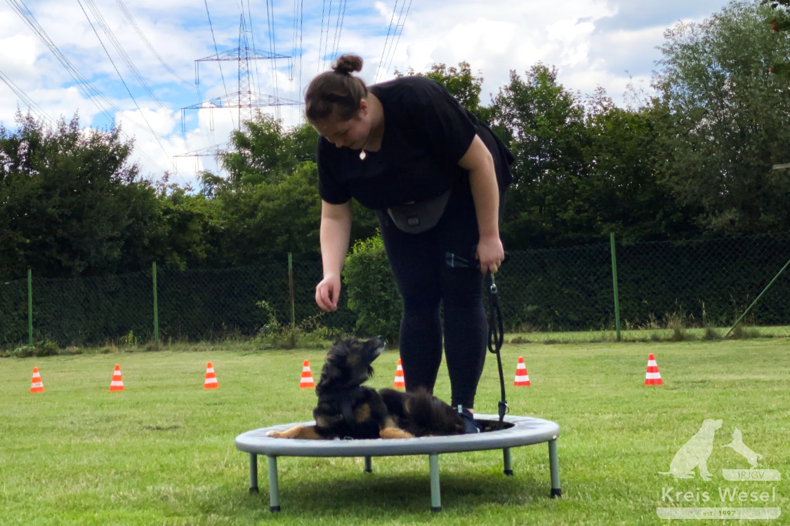 Hundeausbildung, Pfote in Hand beim IRJGV Kreis Wesel