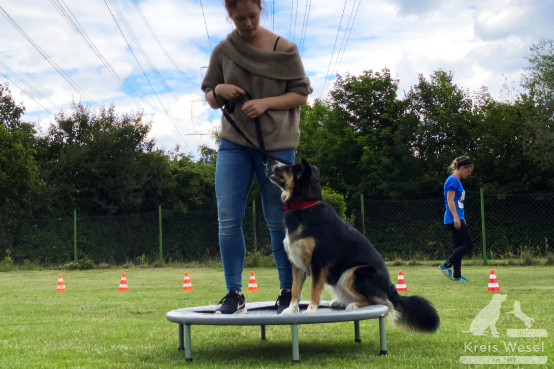 Hundeausbildung, Pfote in Hand beim IRJGV Kreis Wesel