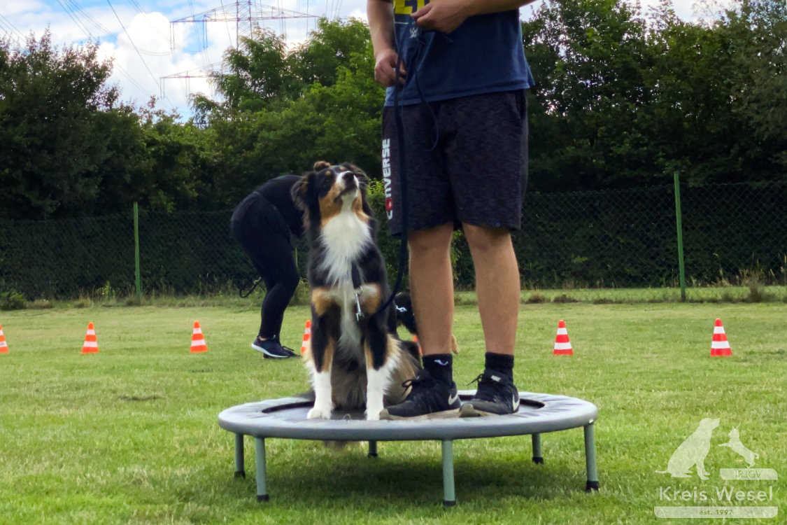 Hundeausbildung, Pfote in Hand beim IRJGV Kreis Wesel