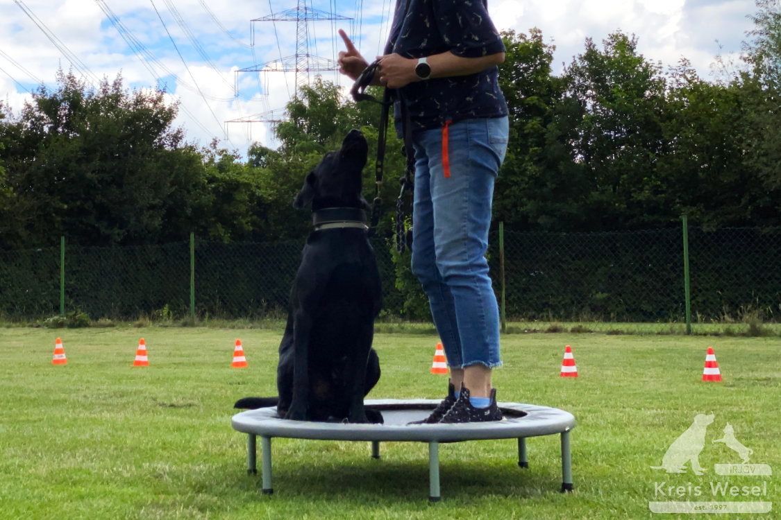 Hundeausbildung, Pfote in Hand beim IRJGV Kreis Wesel