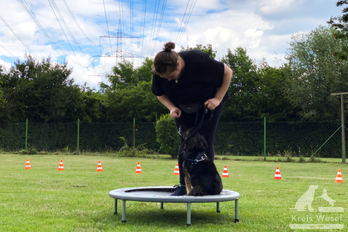 Hundeausbildung, Pfote in Hand beim IRJGV Kreis Wesel