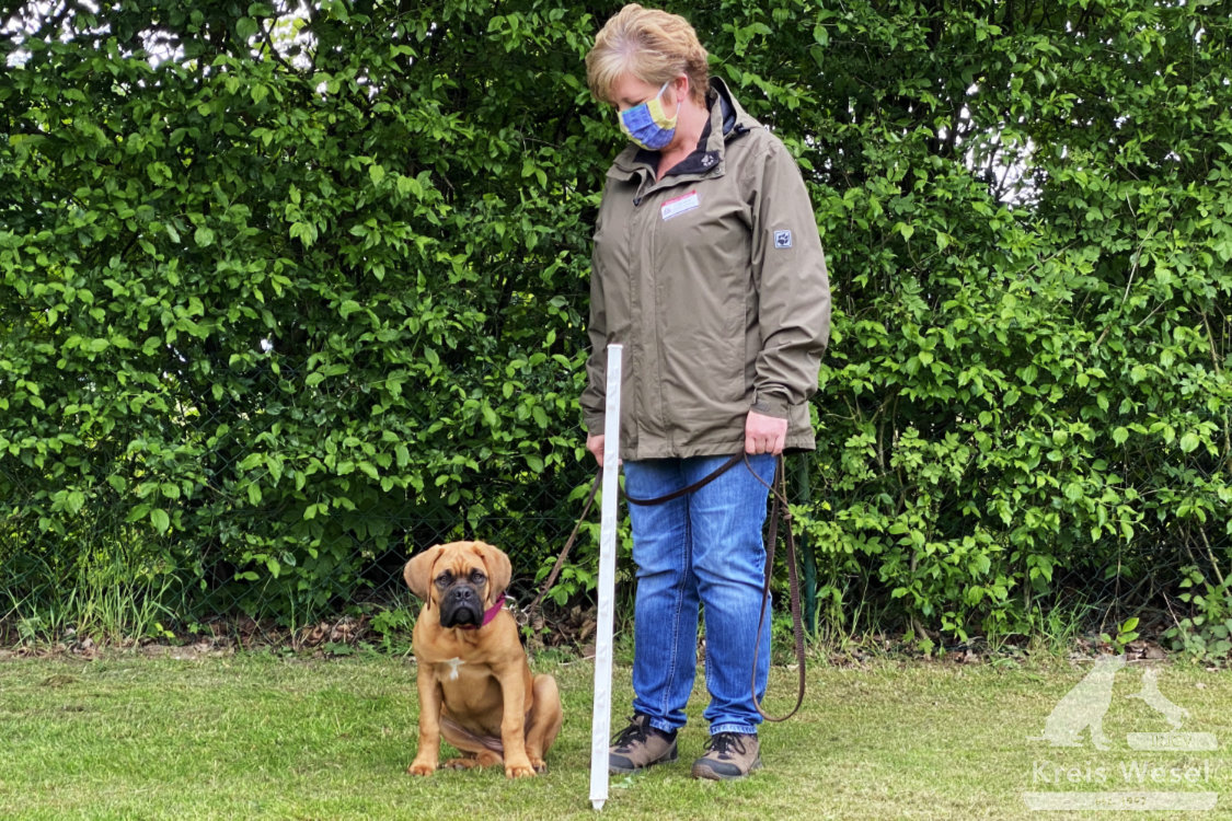 Hundeausbildung, Unter Abstandsregelung, IRJGV Kreis Wesel