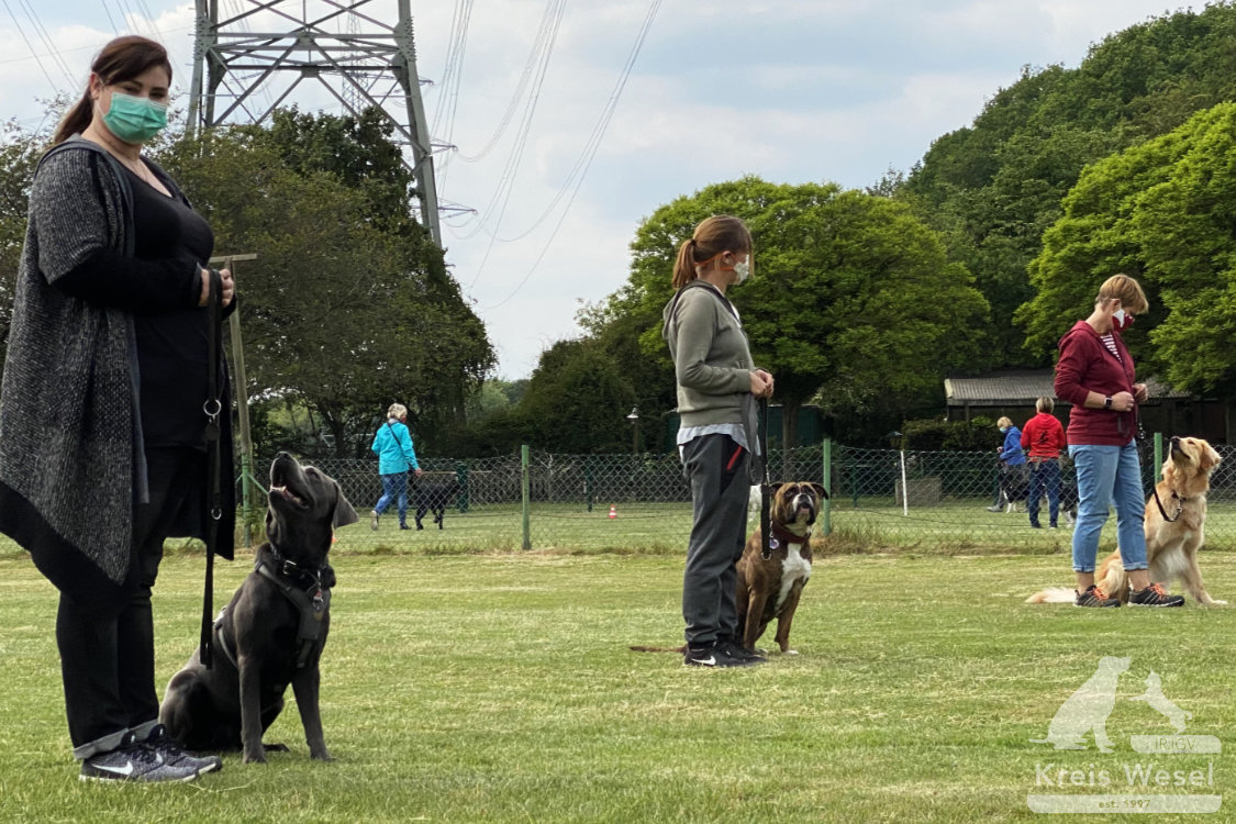 Hundeausbildung, Unter Abstandsregelung, IRJGV Kreis Wesel