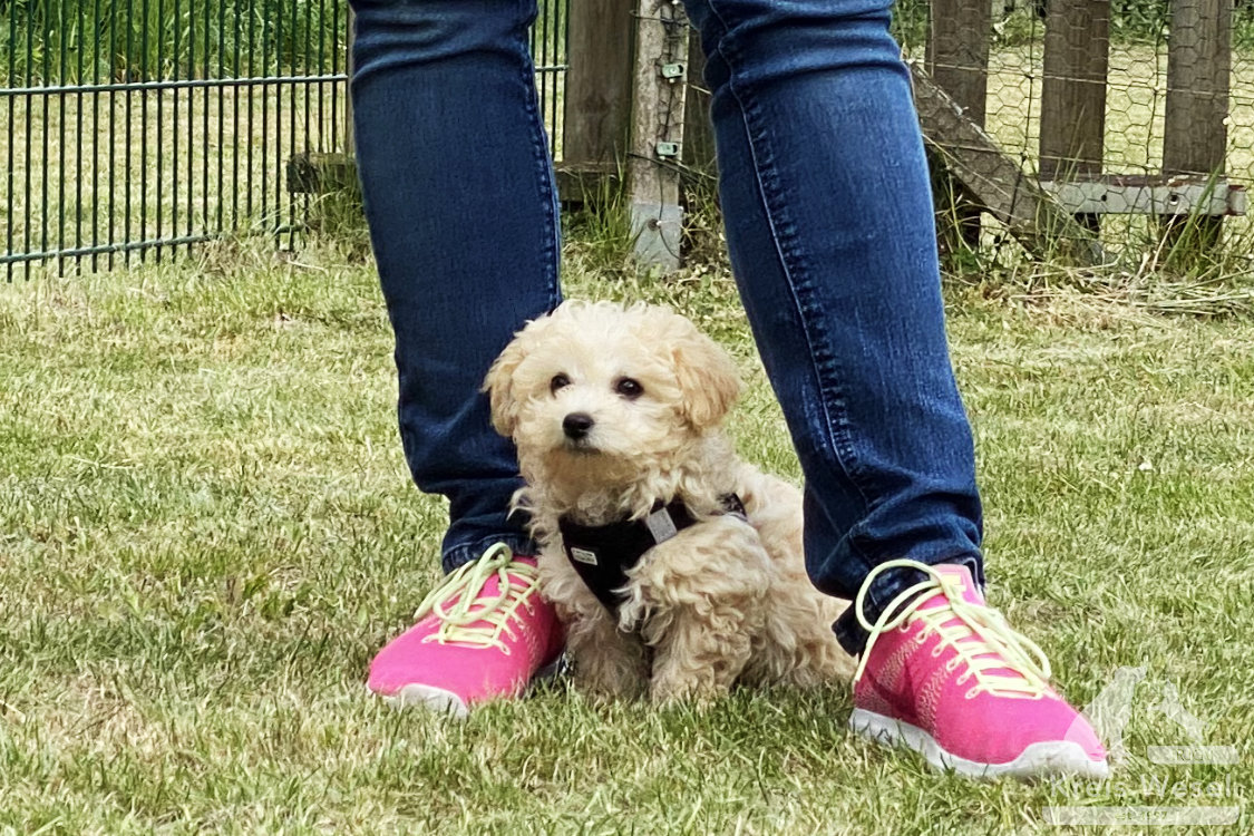 Hundeausbildung, Unter Abstandsregelung, IRJGV Kreis Wesel