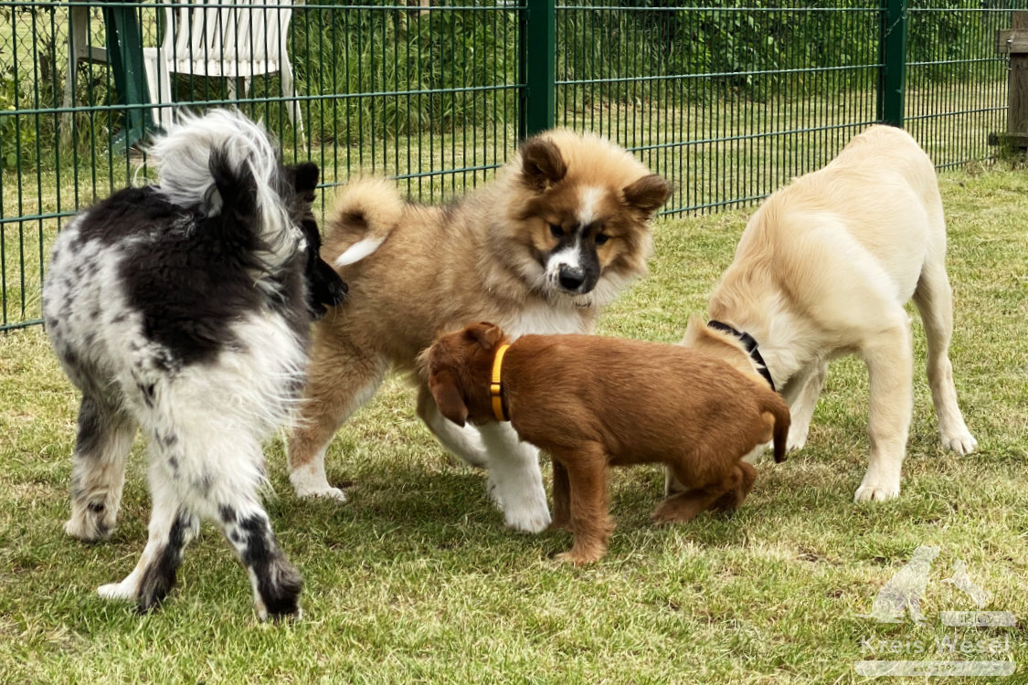 Hundeausbildung, Unter Abstandsregelung, IRJGV Kreis Wesel