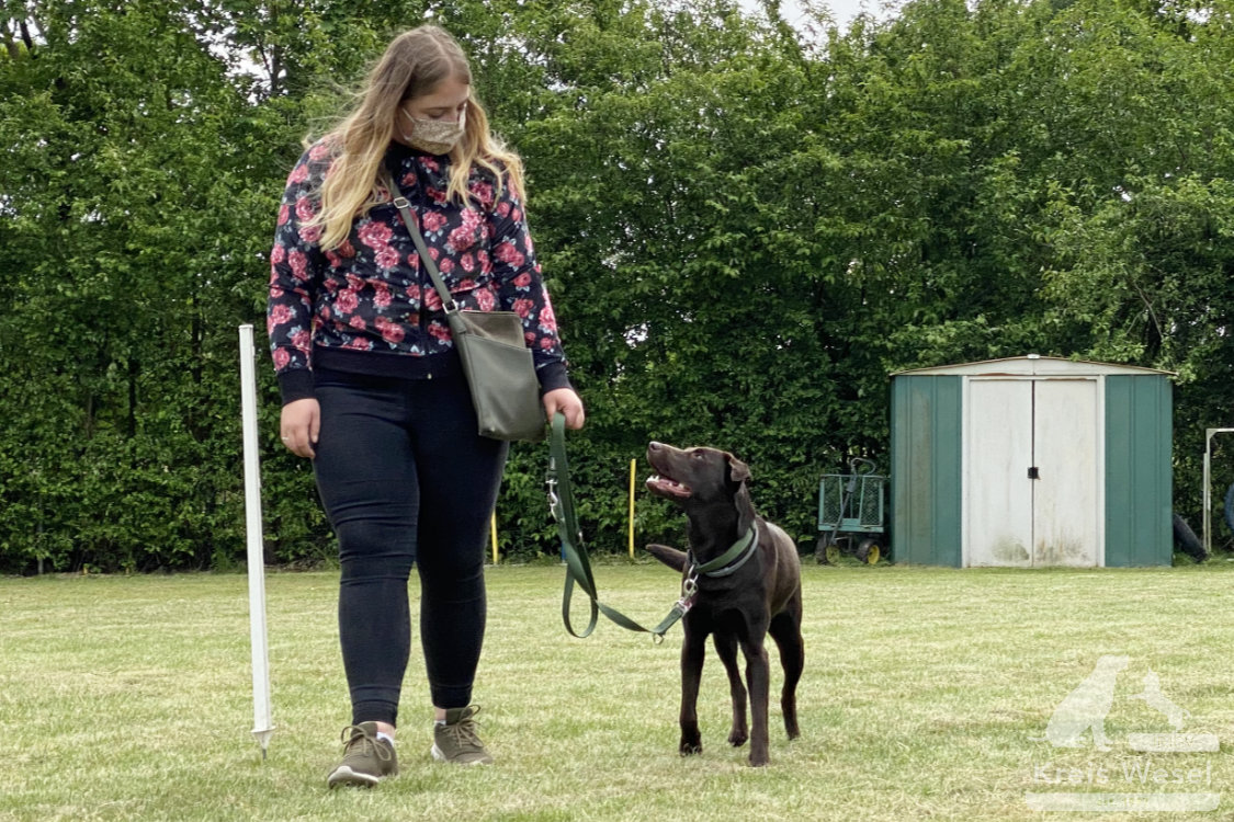 Hundeausbildung, Unter Abstandsregelung, IRJGV Kreis Wesel