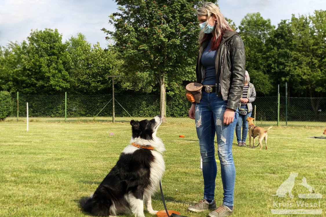 Hundeausbildung, Unter Abstandsregelung, IRJGV Kreis Wesel