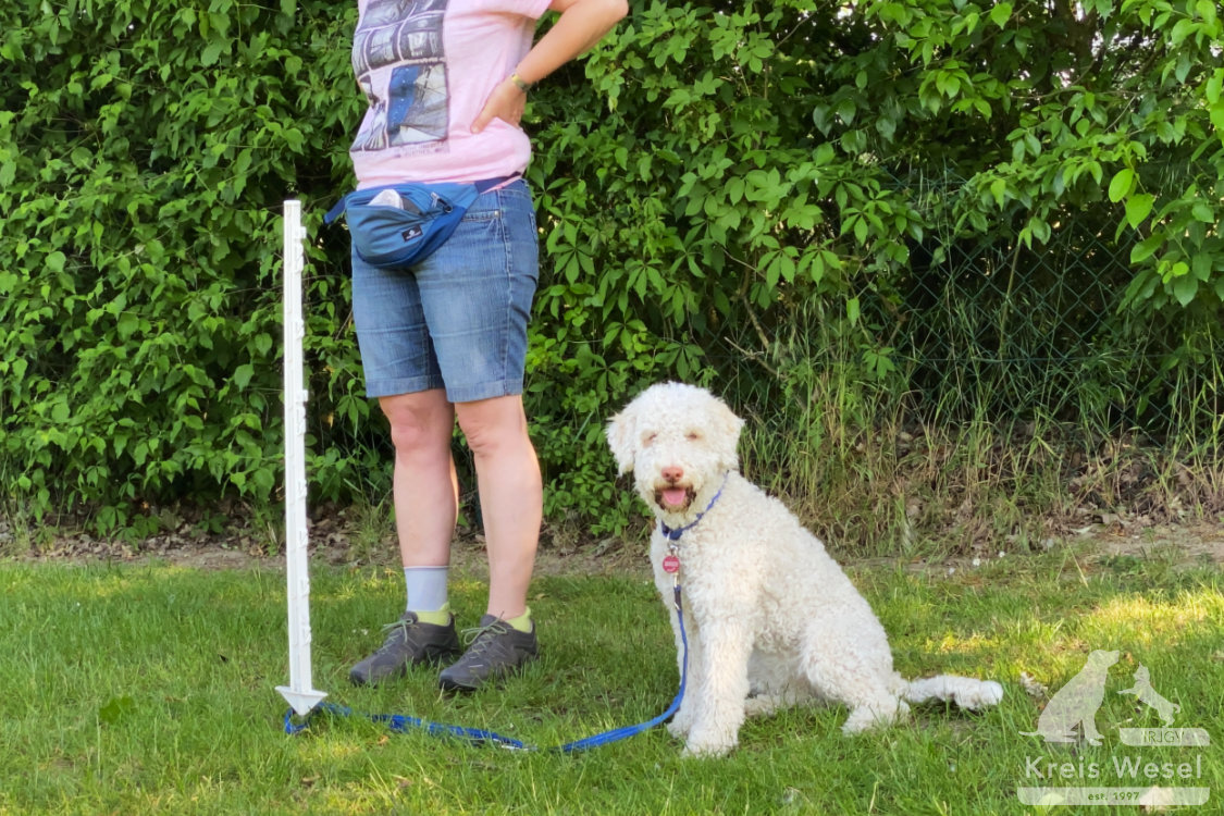 Hundeausbildung, Unter Abstandsregelung, IRJGV Kreis Wesel