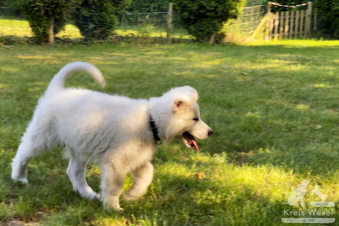 Hundeausbildung, Unter Abstandsregelung, IRJGV Kreis Wesel