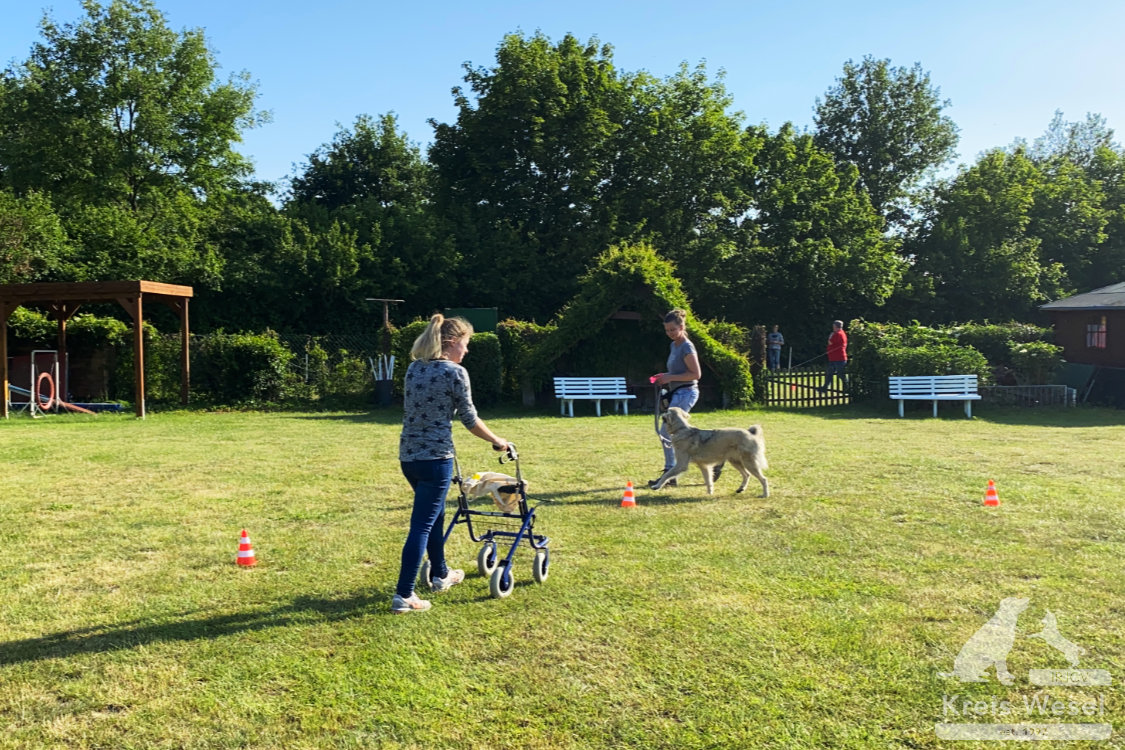 Hundeausbildung, Unter Abstandsregelung, IRJGV Kreis Wesel