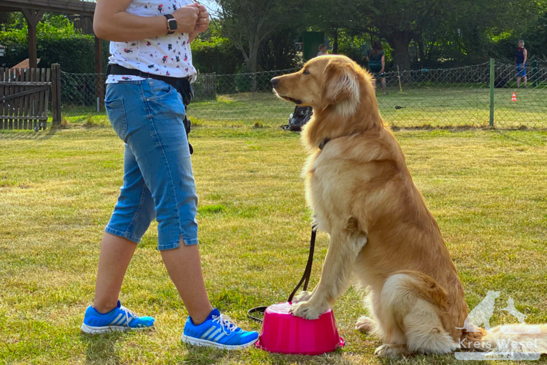 Hundeausbildung, mehr als Kommandos, Tricks beim IRJGV Kreis Wesel