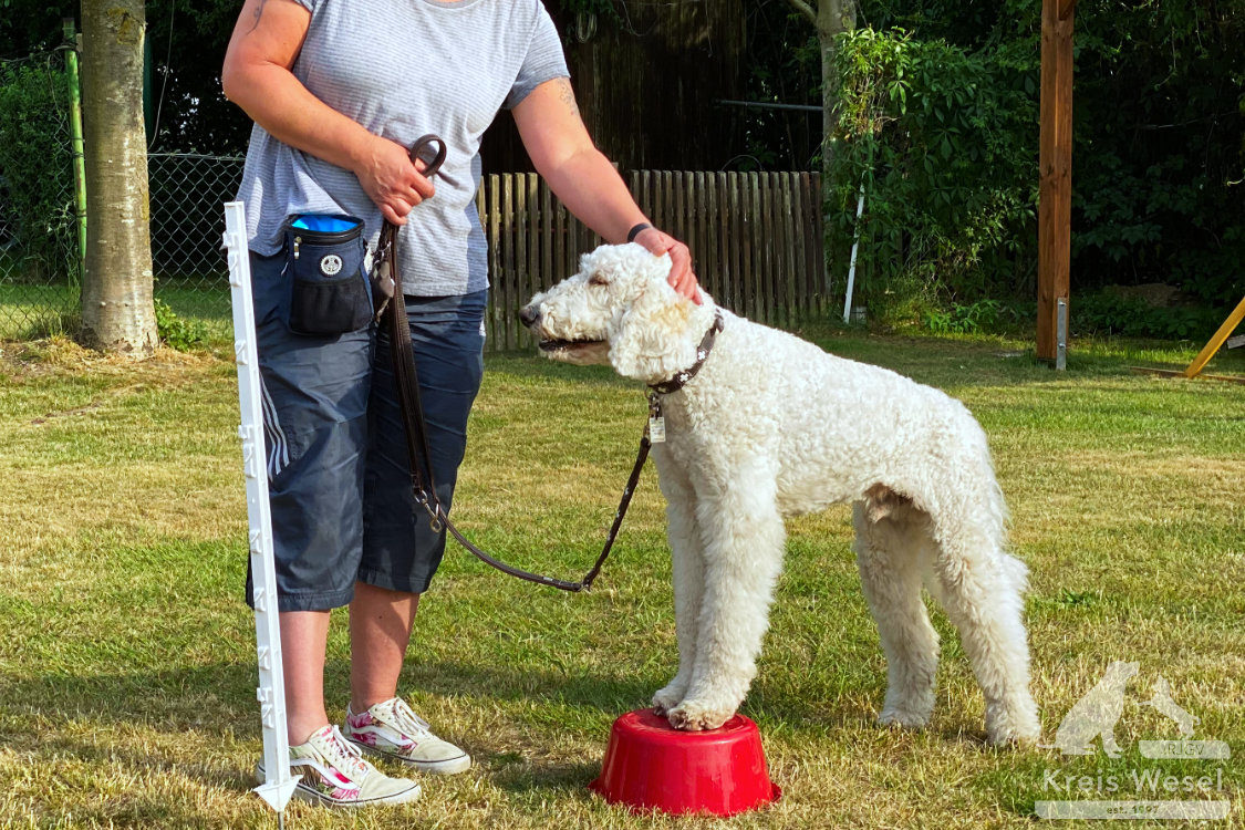 Hundeausbildung, mehr als Kommandos, Tricks beim IRJGV Kreis Wesel