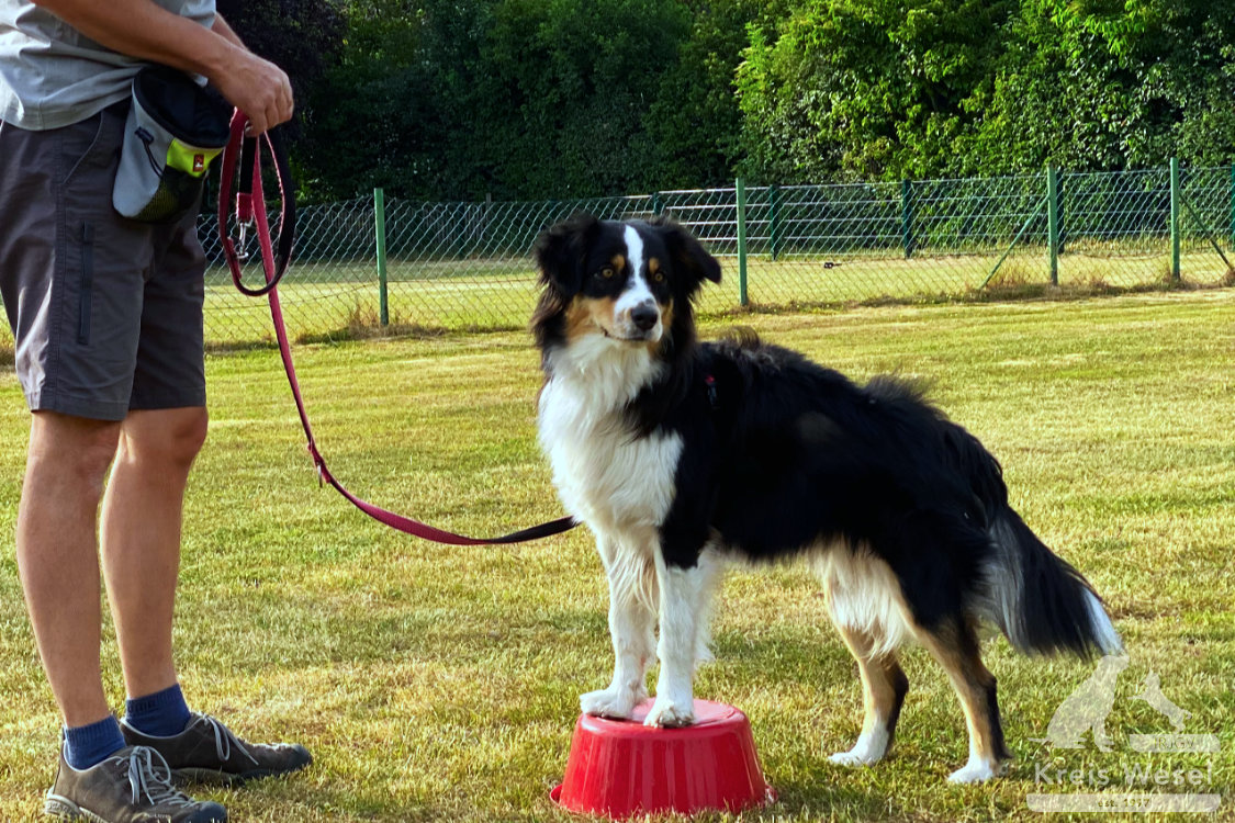 Hundeausbildung, mehr als Kommandos, Tricks beim IRJGV Kreis Wesel