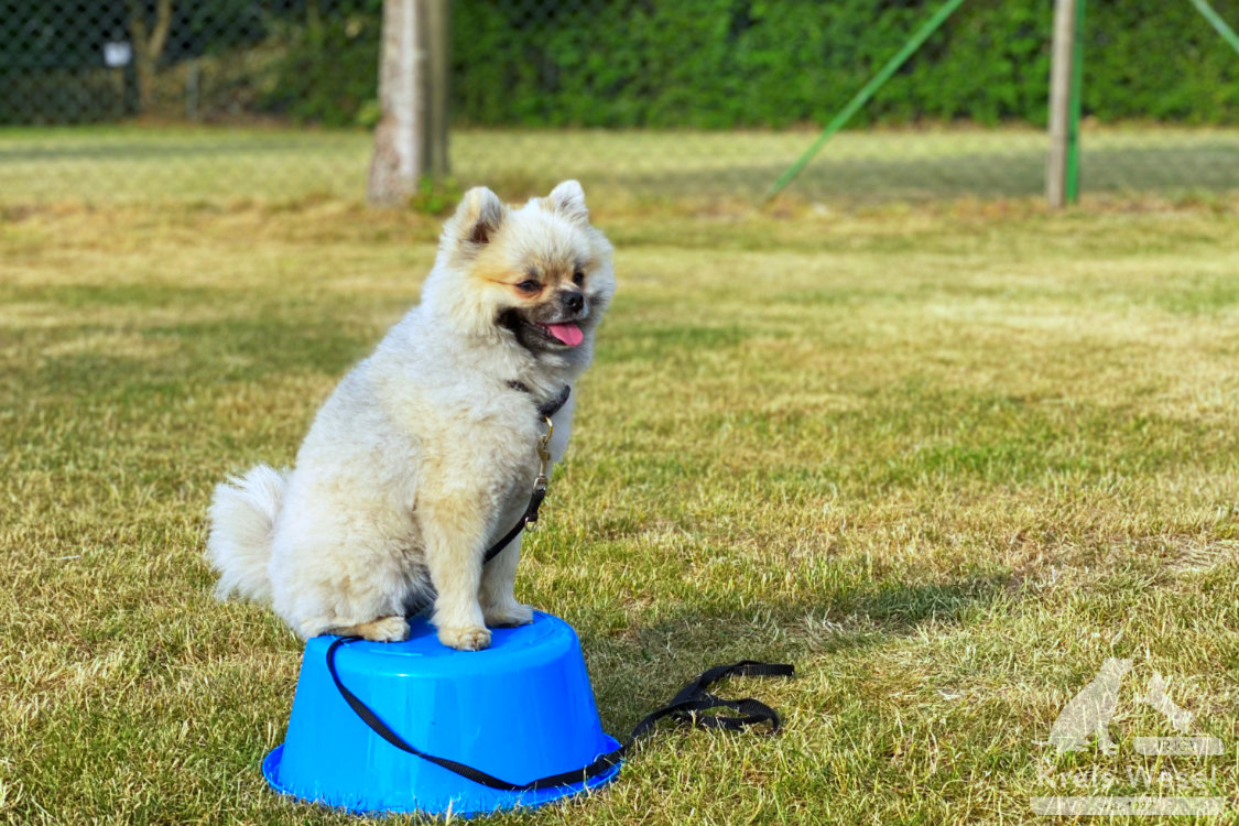 Hundeausbildung, mehr als Kommandos, Tricks beim IRJGV Kreis Wesel